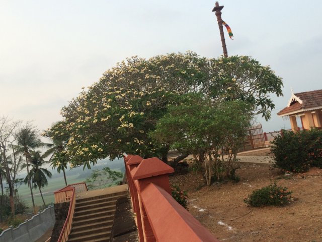 stairs-tree-dhwaja-n-temple