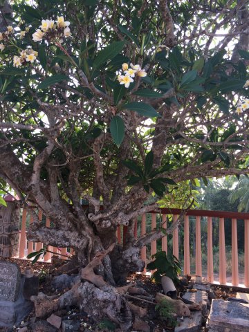 trees-in-temple-premises-1