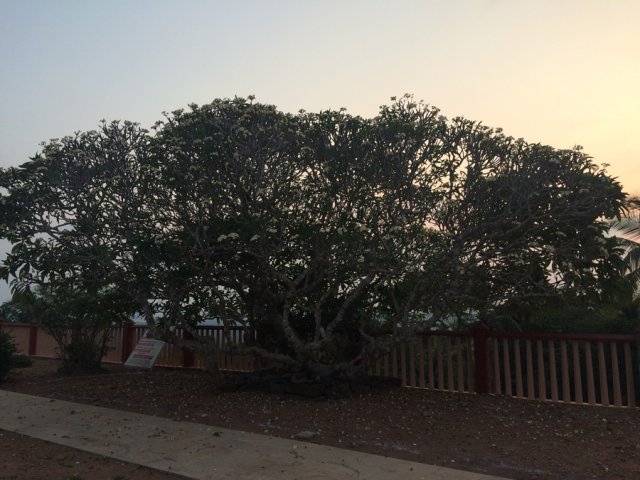 trees-temple-premises-3