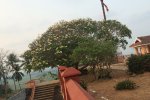 stairs-tree-dhwaja-n-temple