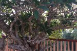 trees-in-temple-premises-1