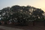 trees-temple-premises-3